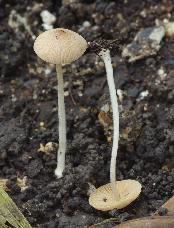 Conocybe umbonata